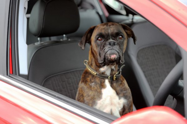 VÍDEO COMPROVA QUE ATÉ CACHORRO PODE ESTACIONAR O NOVO CORSA