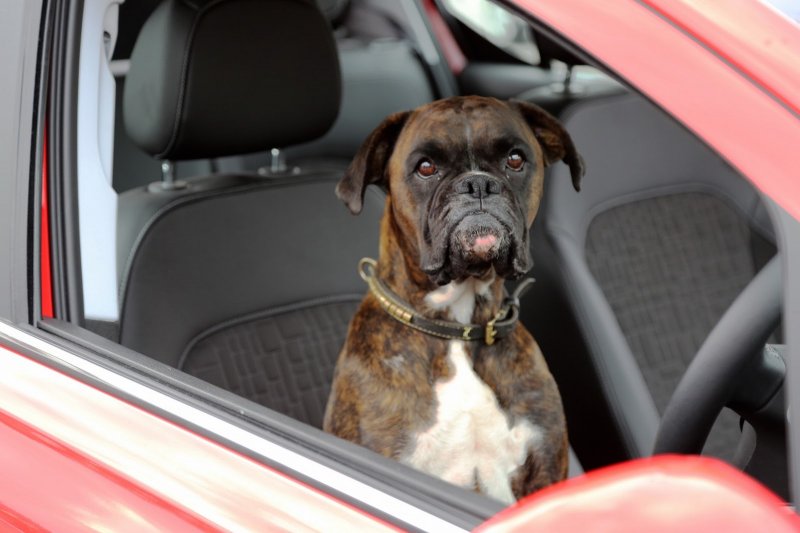 VÍDEO COMPROVA QUE ATÉ CACHORRO PODE ESTACIONAR O NOVO CORSA